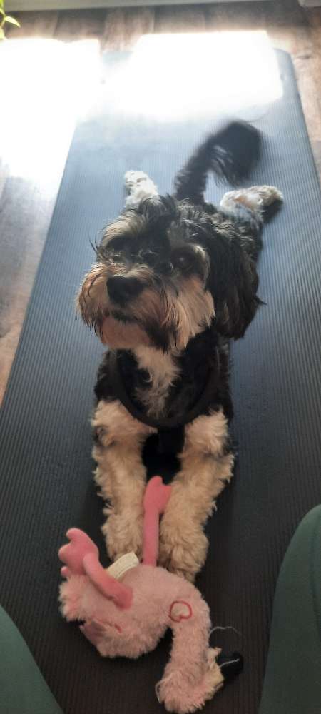 Hundetreffen-Partner zum Toben gesucht-Profilbild