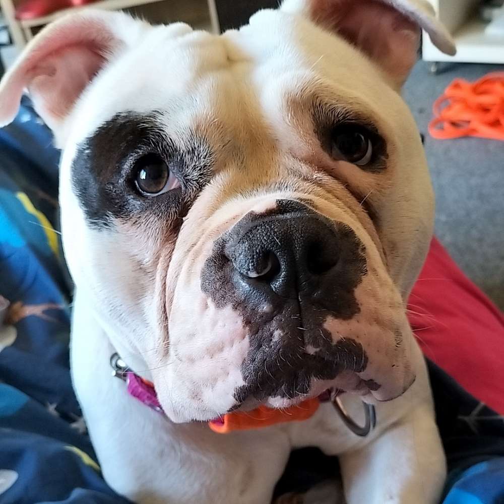 Hundetreffen-Social Walk-Profilbild