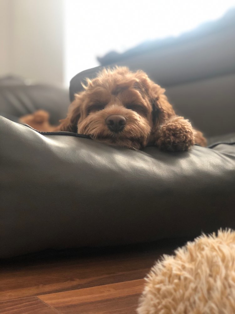 Hundetreffen-Schöne Spaziergänge in der Natur-Profilbild