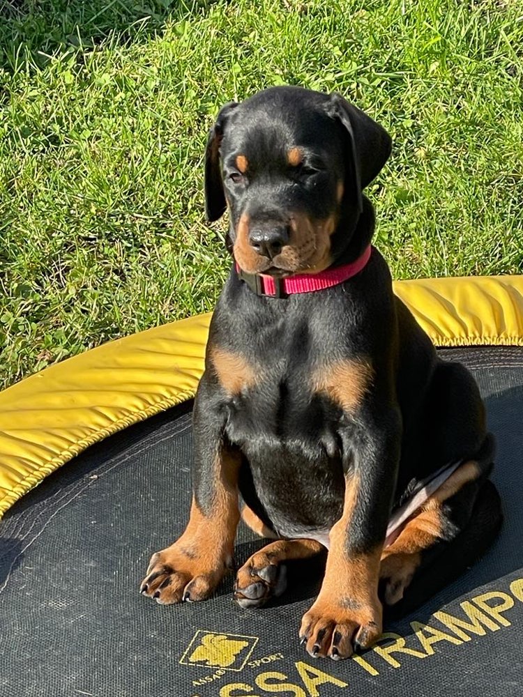 Hundetreffen-Welpen und Hunde treffen, Sozialisierung-Profilbild