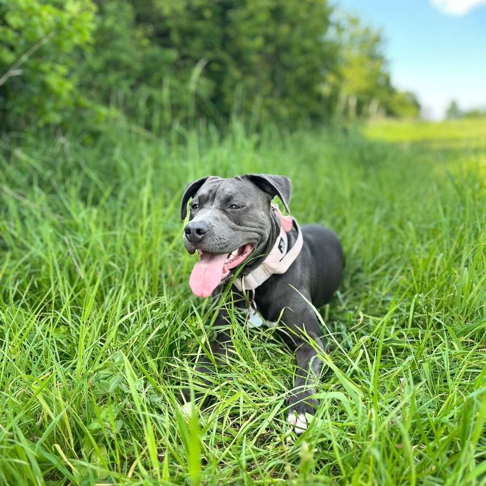 Hundetreffen-Spiel Freunde gesucht-Profilbild