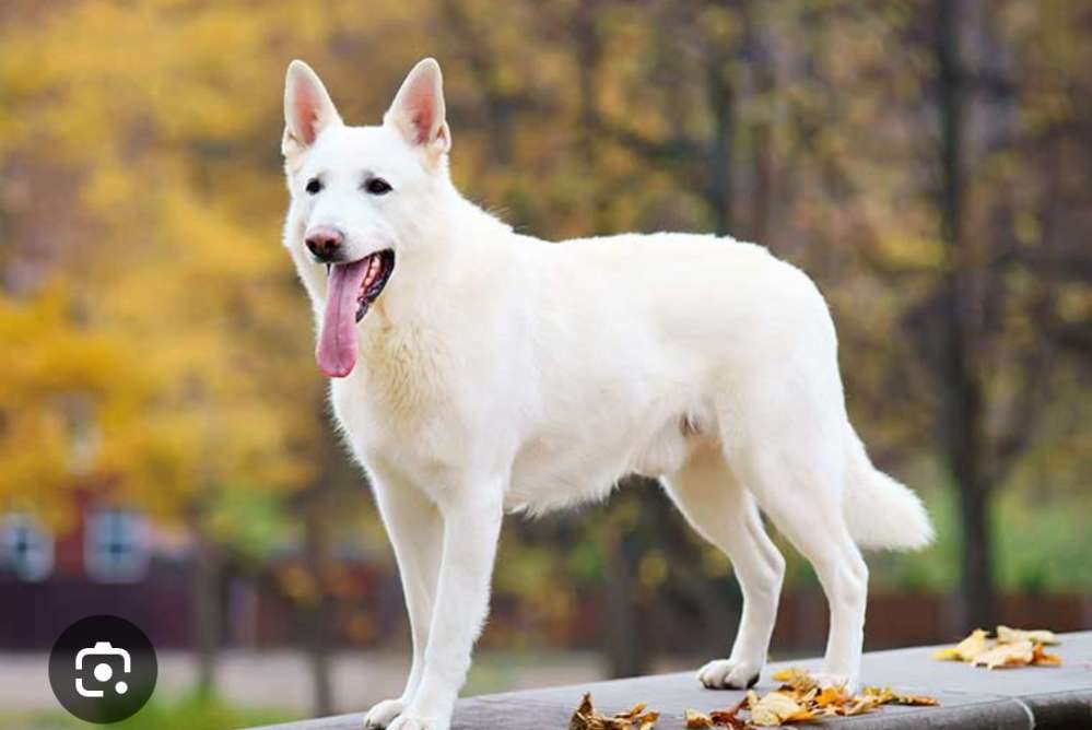 Giftköder-Ignoranter Hundebesitzer, weisser Hund..-Profilbild