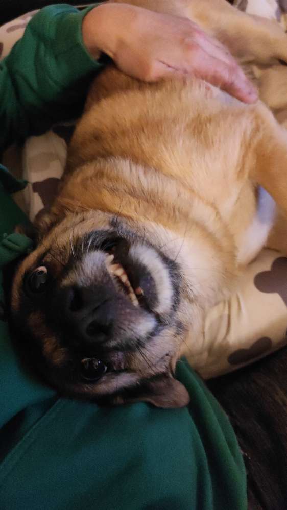 Hundetreffen-Spielrunden in Kleinaspach-Profilbild