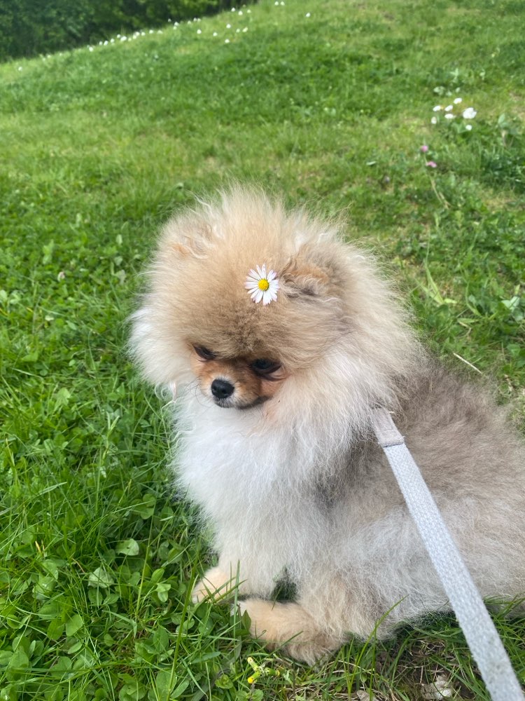 Hundetreffen-Gassirunde/ Spieltreffen-Profilbild