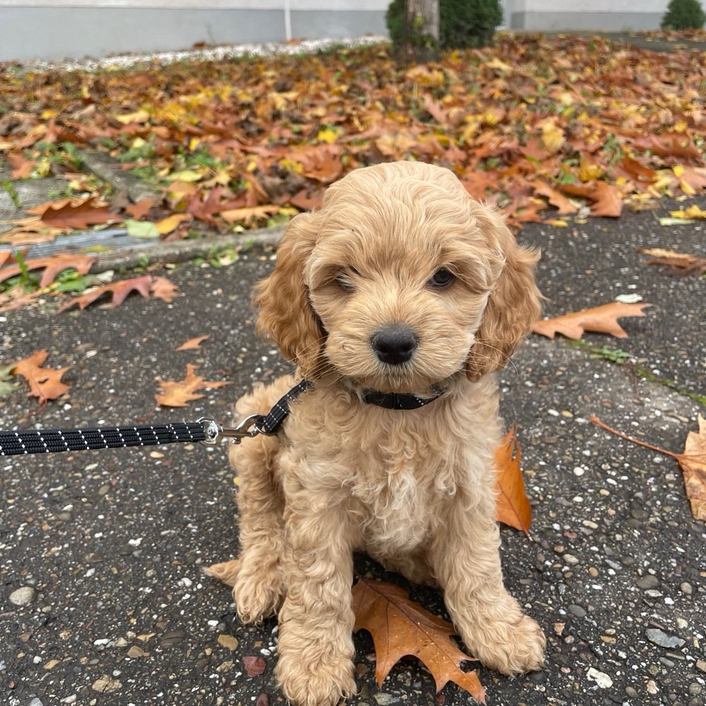 Hundetreffen-Welpentreffen in Rastatt-Profilbild