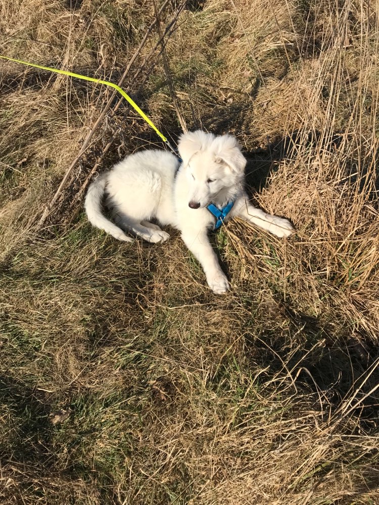 Hundetreffen-Spielkameraden gesucht-Profilbild