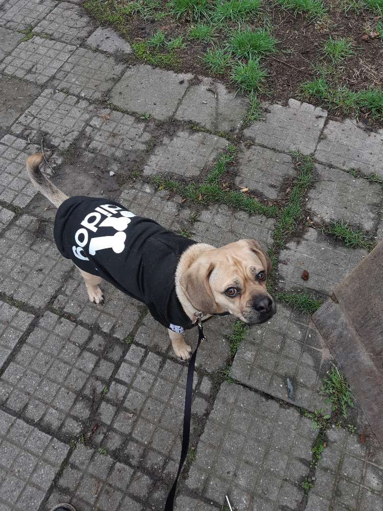 Hundetreffen-Gruppen-Hundetreffen-Profilbild