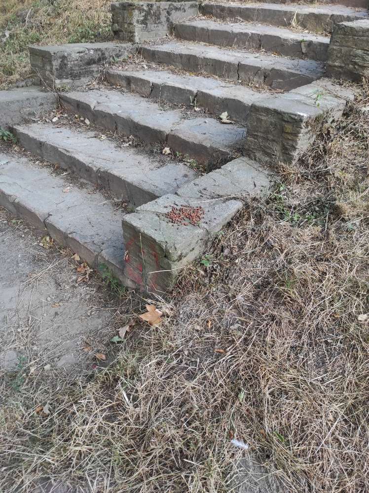 Giftköder-Trockenfutter (?) beim Beginn Hundezone-Profilbild