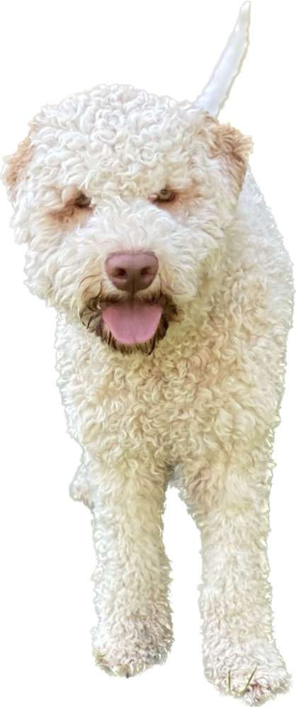 Hundetreffen-Hundetreffen-Profilbild