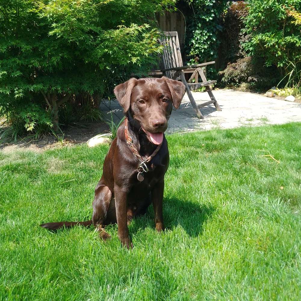 Hundetreffen-Welpen- / Junghundetreffen im Bereich Velen, Borken, Stadtlohn-Profilbild