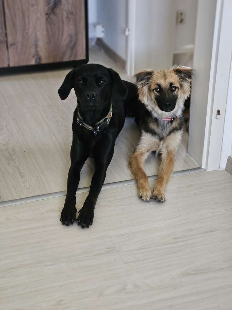 Hundetreffen-Spazieren mit spielen 🐕-Profilbild