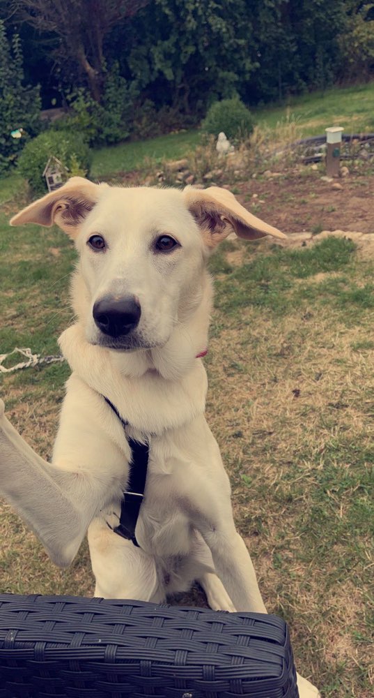 Hundetreffen-Suche Junghunde zum Spielen-Profilbild