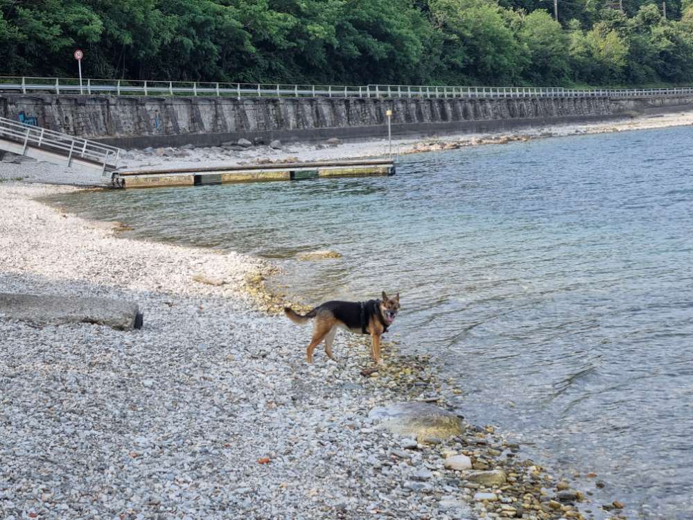 Hundetreffen-Spielrunde für Abby-Profilbild