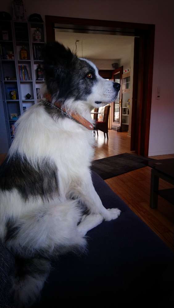 Hundetreffen-Hundekumpel-Profilbild