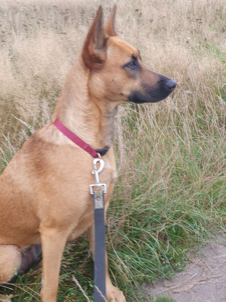 Hundetreffen-Gemeinsammes gassi gehen am frühen Abend-Profilbild