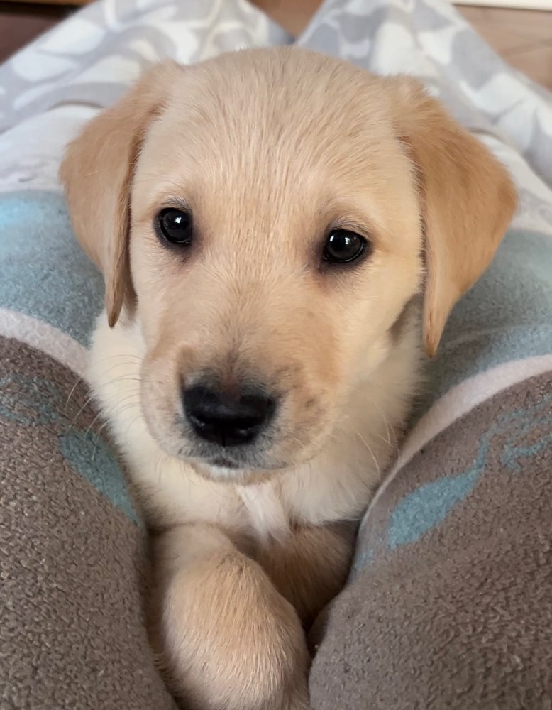 Hundetreffen-Welpenspielen in Nörvenich oder Erftstadt-Profilbild