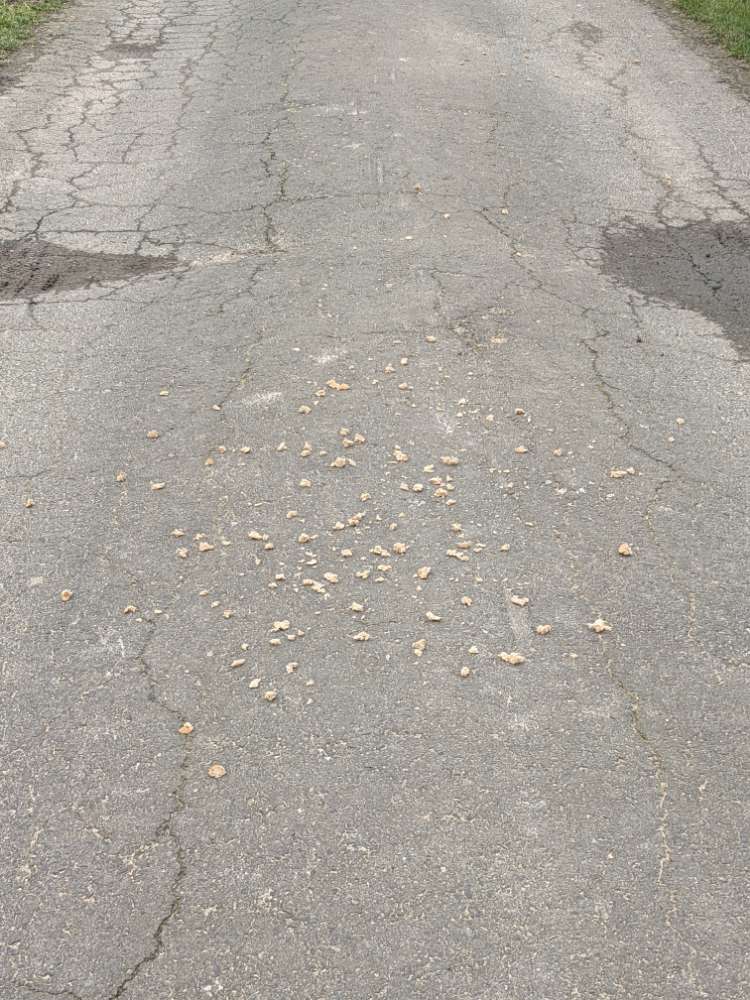 Giftköder-Futter oder Köder-Profilbild