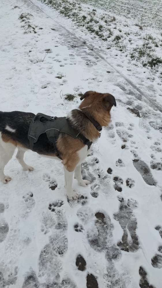 Hundetreffen-Gassi Kumpel oder Kumpeline gesucht-Profilbild