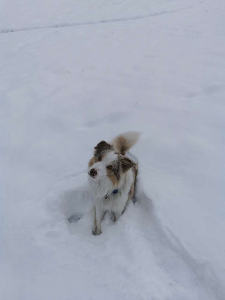 Hundetreffen-Gemeinsame Gassirunde / Spieltreffen Aschau / Ebbs-Profilbild