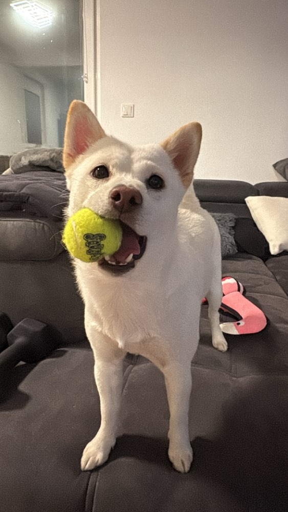 Hundetreffen-Gassi/Spielrunde-Profilbild