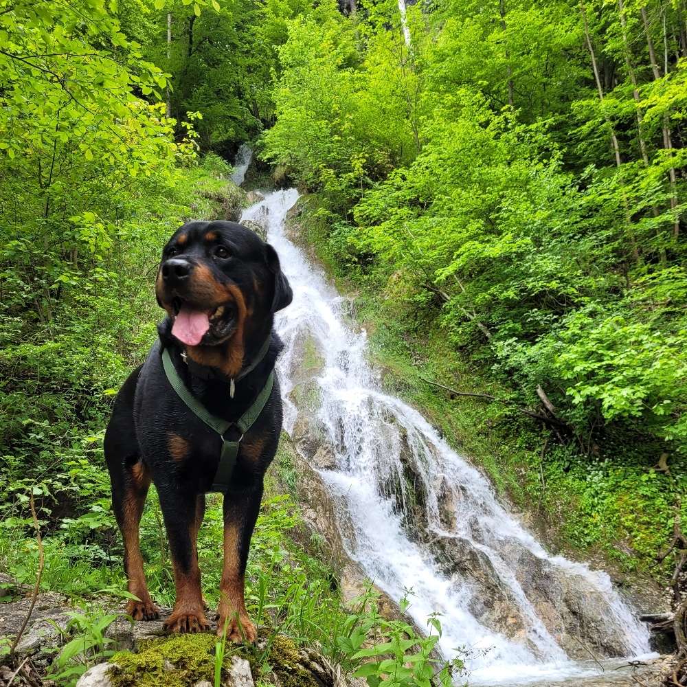 Hundetreffen-Gemeinsames Gassi gehen-Profilbild