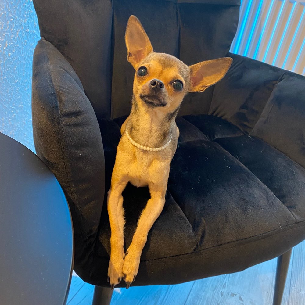 Hundetreffen-Hundefreund gesucht-Profilbild