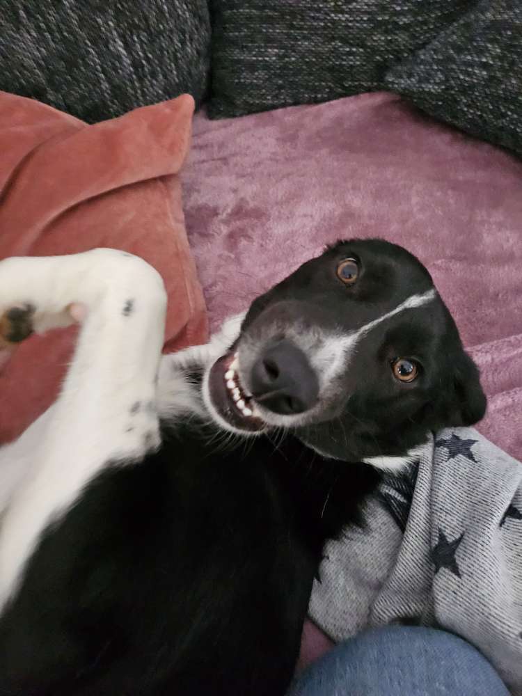 Hundetreffen-Gassi und Spielparter gesucht :) Großostheim-Profilbild