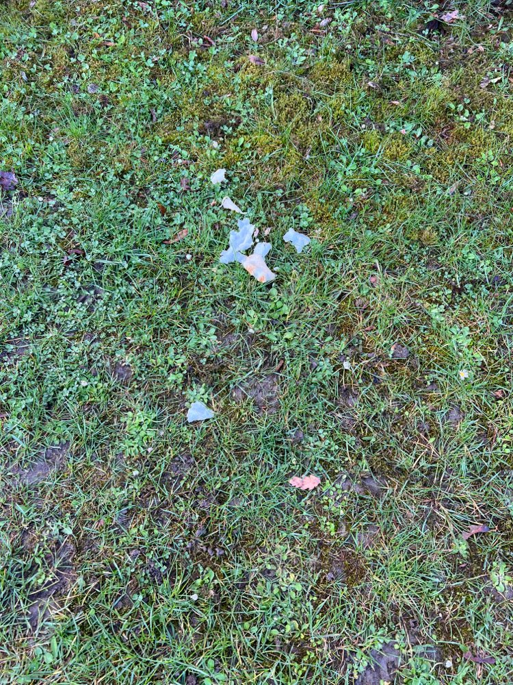 Giftköder-Ausgelegtes Fleisch-Profilbild