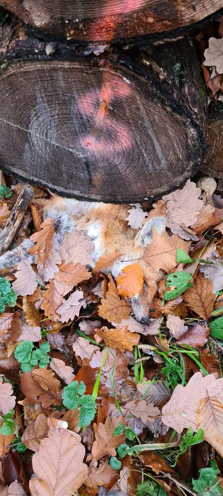 Giftköder-Toter Fuchs-Profilbild