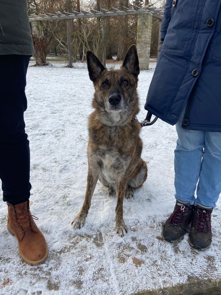 Hundetreffen-Training territoriales Verhalten-Profilbild