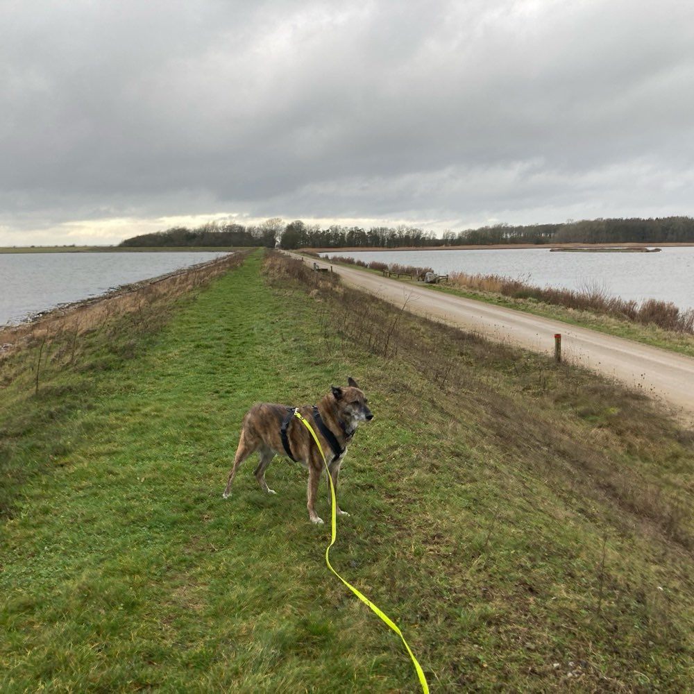 Hundetreffen-Trainingsmenschen gesucht-Profilbild