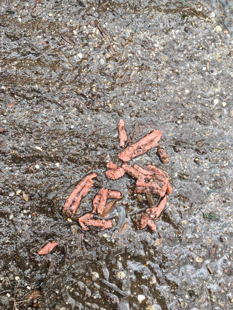 Giftköder-Evtl. Giftköder-Profilbild