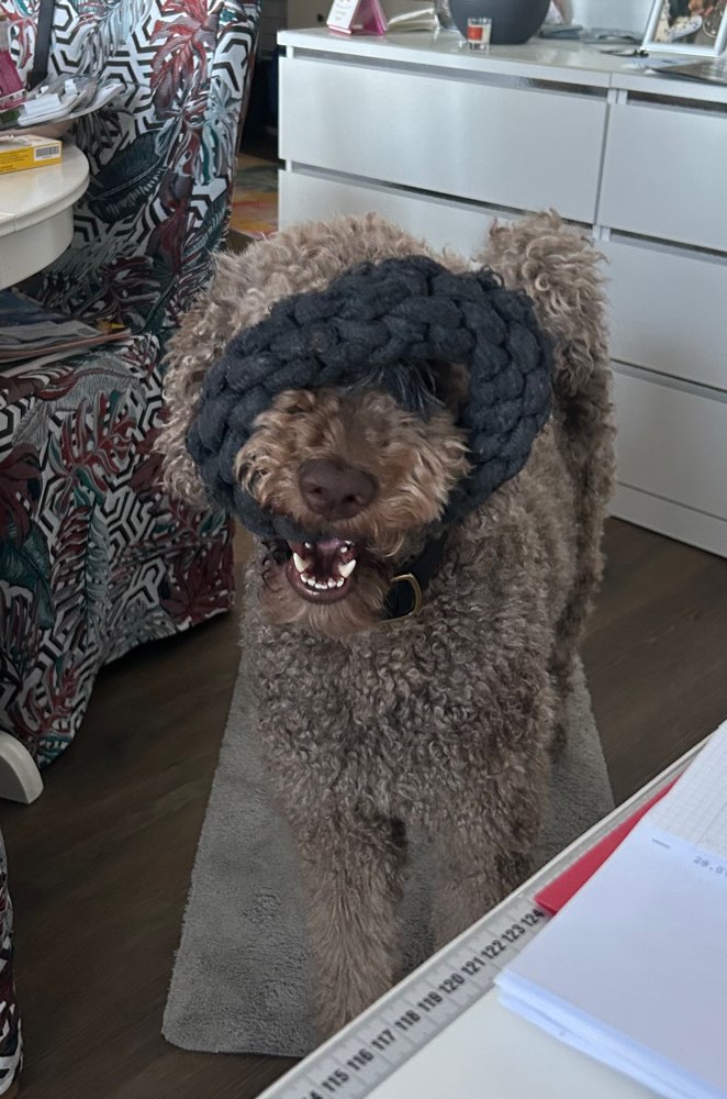 Hundetreffen-Freundschaft gesucht-Profilbild