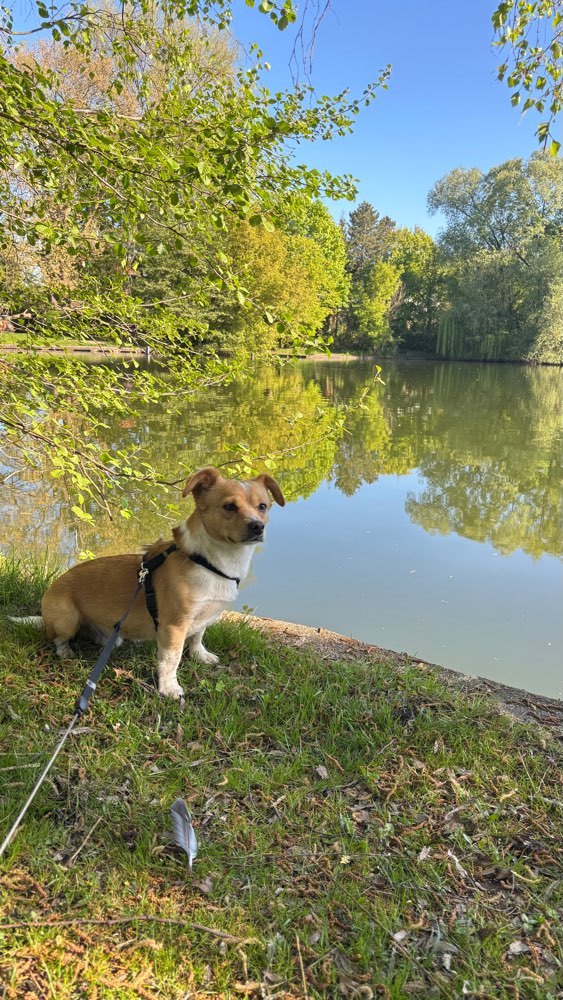 Suchmeldung-Bean-Profilbild