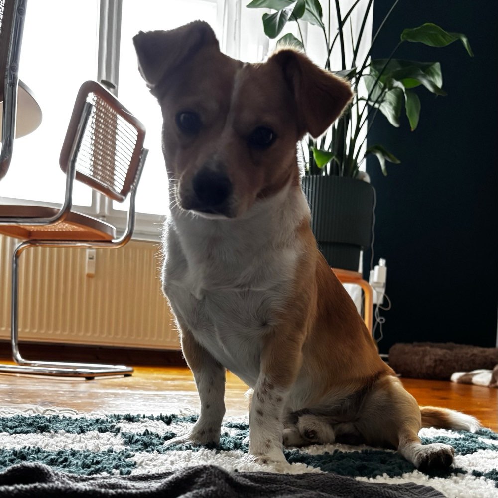 Hundetreffen-Social Walks mit kleinen Hunden-Profilbild