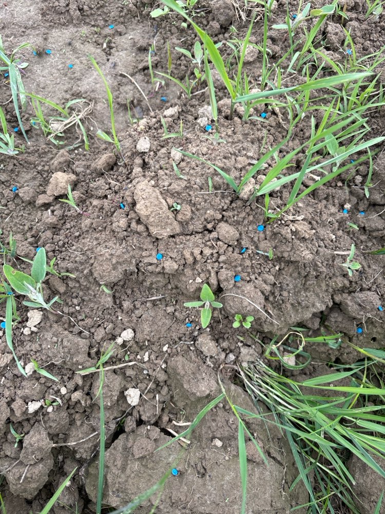 Giftköder-Schneckenkorn auf Spargelfeldern-Profilbild