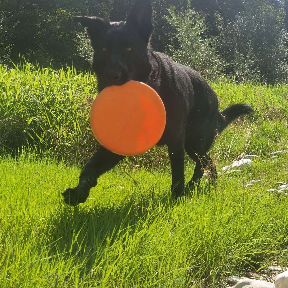 Hundetreffen-Hundekumpel gesucht-Profilbild