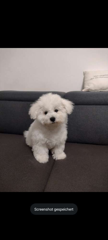 Hundetreffen-Spielpartner gesucht-Profilbild