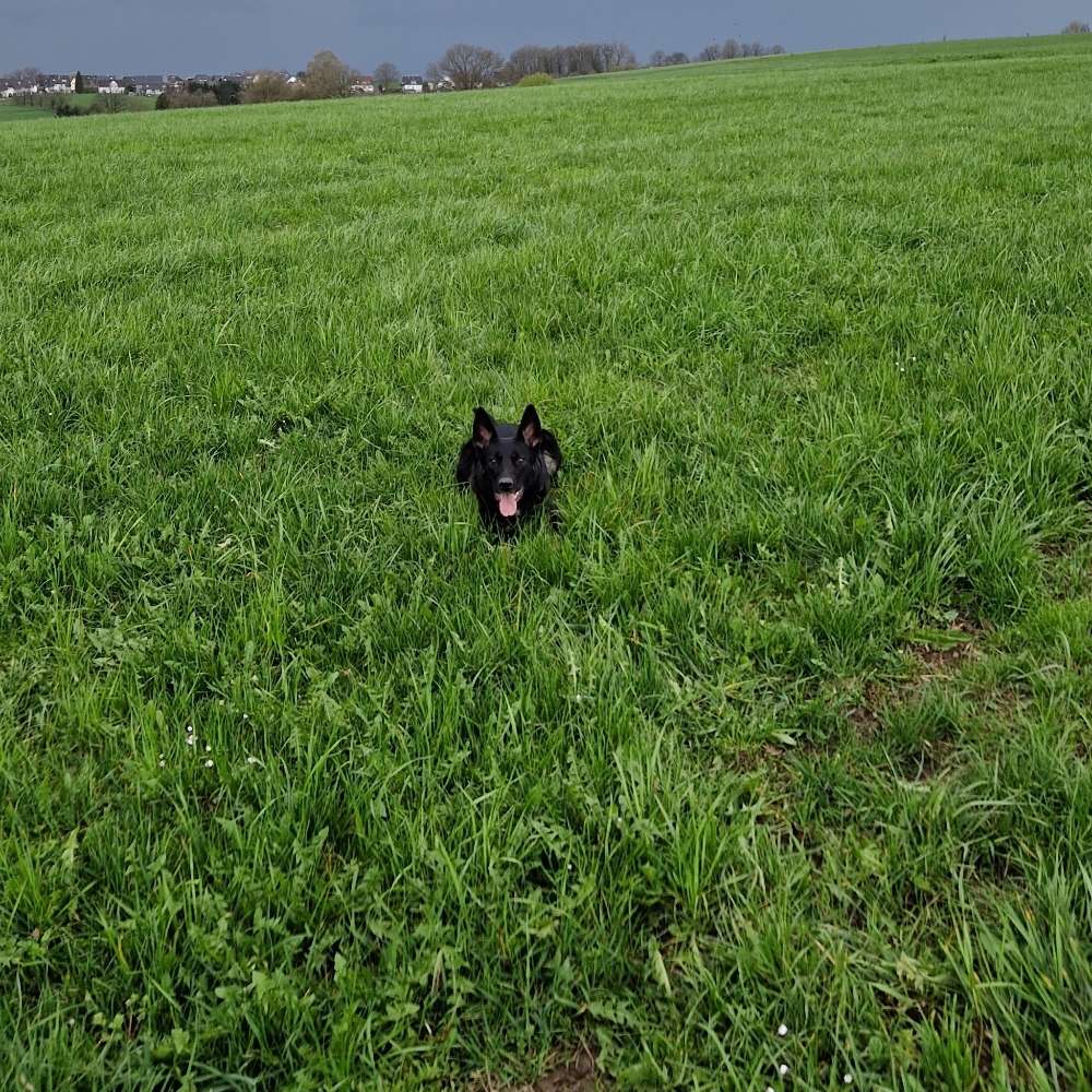 Hundetreffen-Spiel treffen-Profilbild