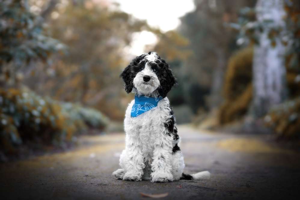 Hundetreffen-Spieltreff oder kleine Gassirunde-Profilbild