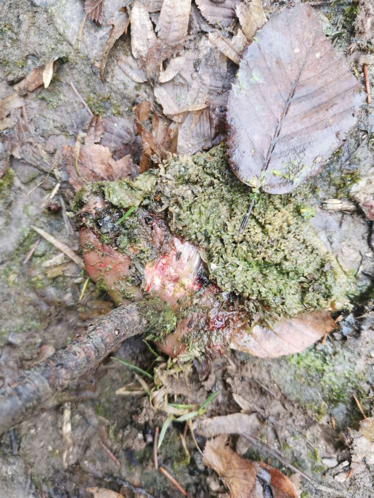 Giftköder-Stück Fleisch-Profilbild