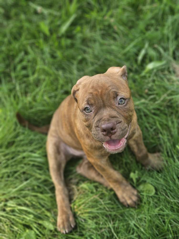Hundetreffen-Suchen Spielfreude für malou-Profilbild