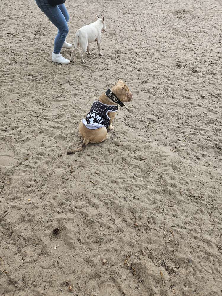 Hundetreffen-Welpentreffen-Profilbild