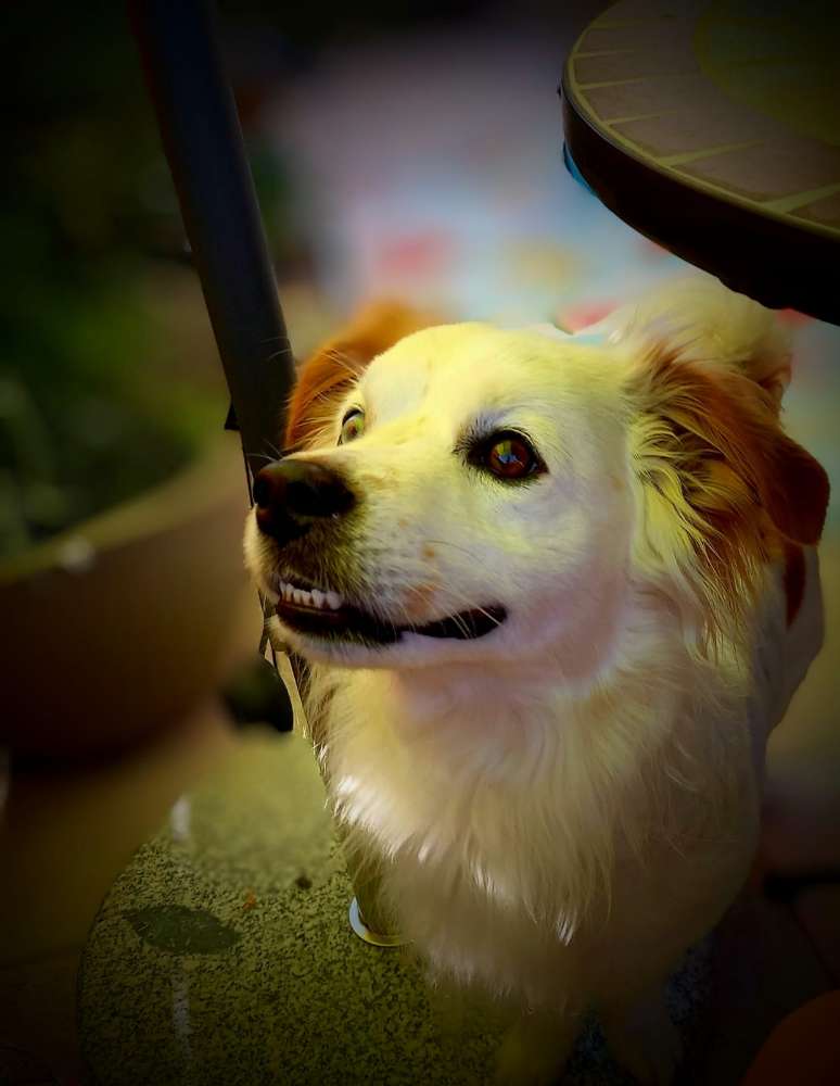 Hundetreffen-Gassirunde-Profilbild