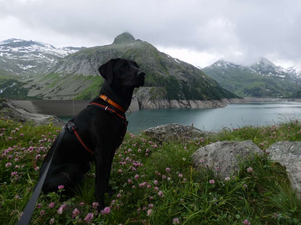 Hundetreffen-Social-Walk-Profilbild