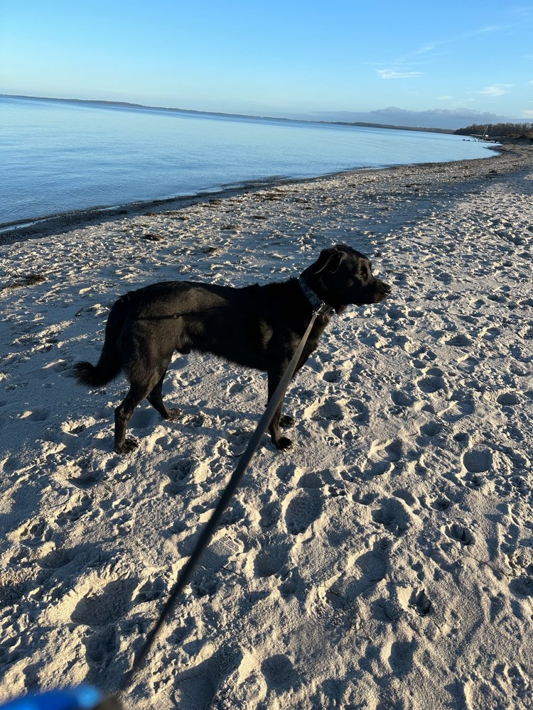 Hundetreffen-Spieletreff-Profilbild