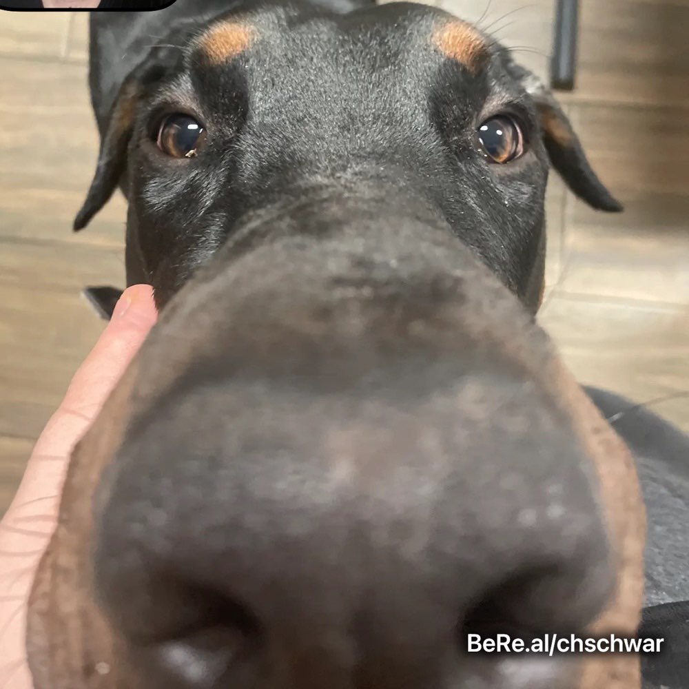 Hundetreffen-Spielerunde zum Auspowern-Profilbild