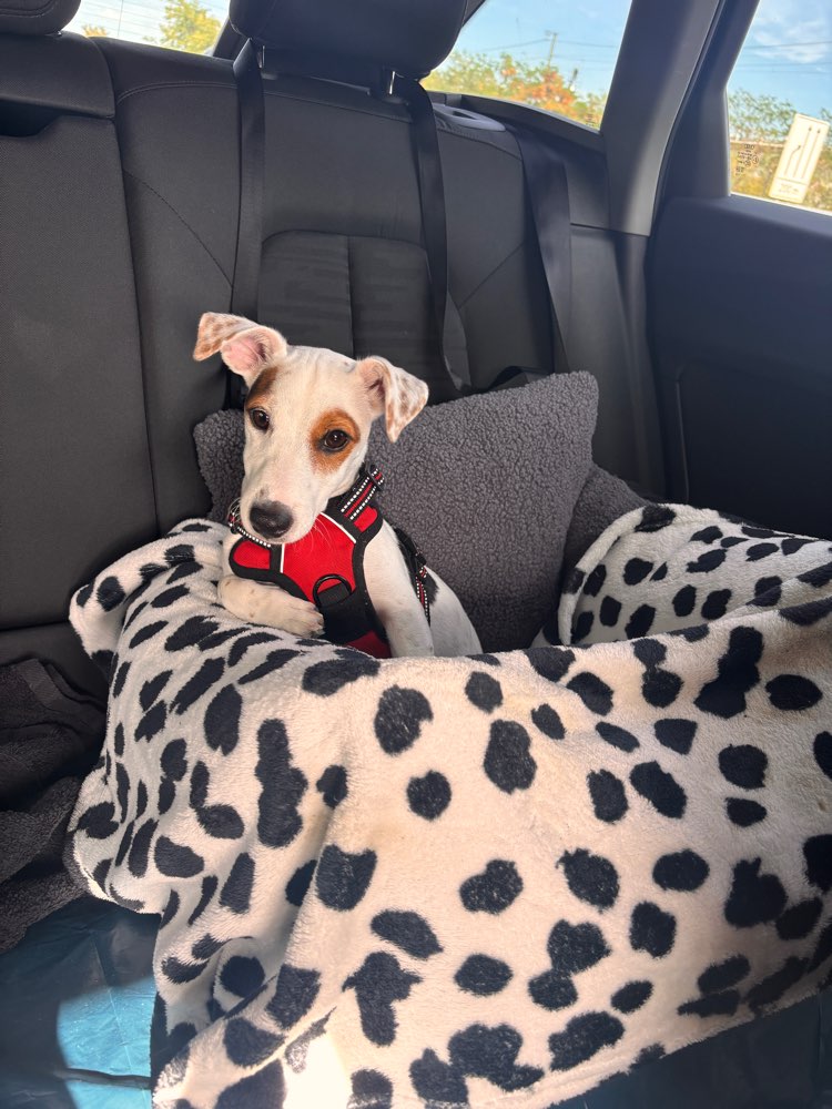 Hundetreffen-Junghund Treffen in Kelsterbach-Profilbild