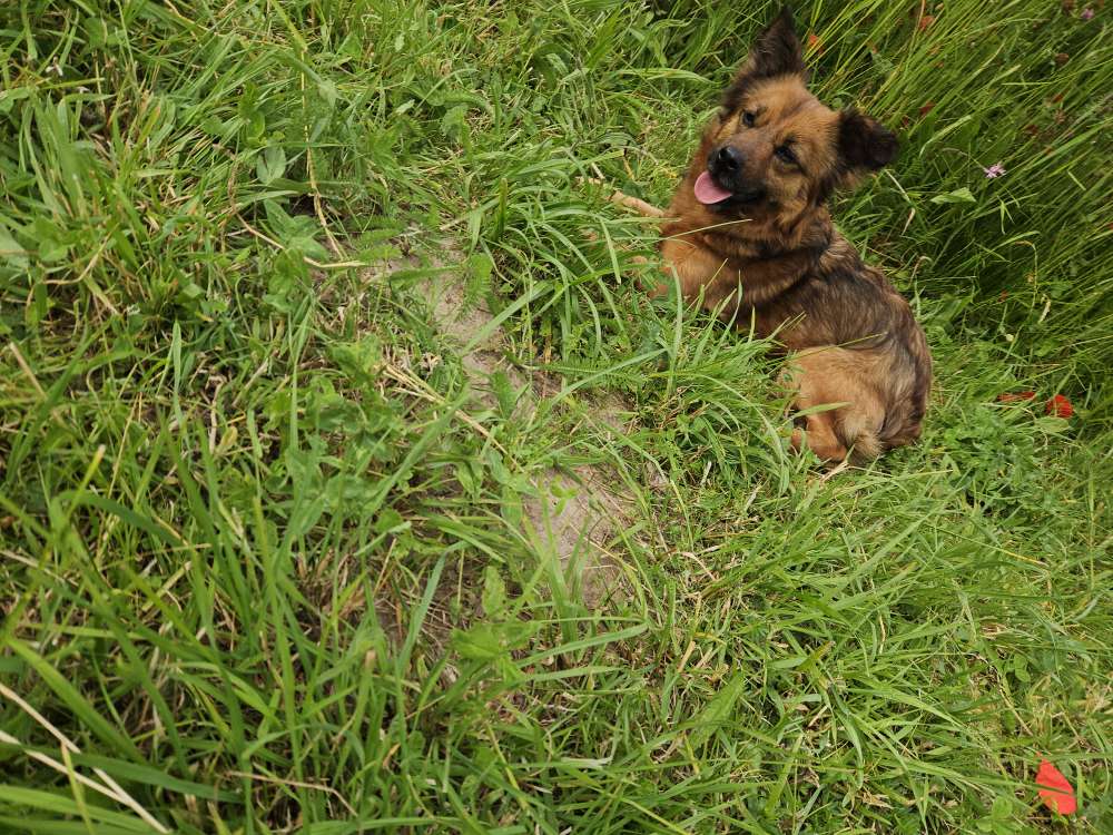 Hundetreffen-Kennenlernrunde-Profilbild