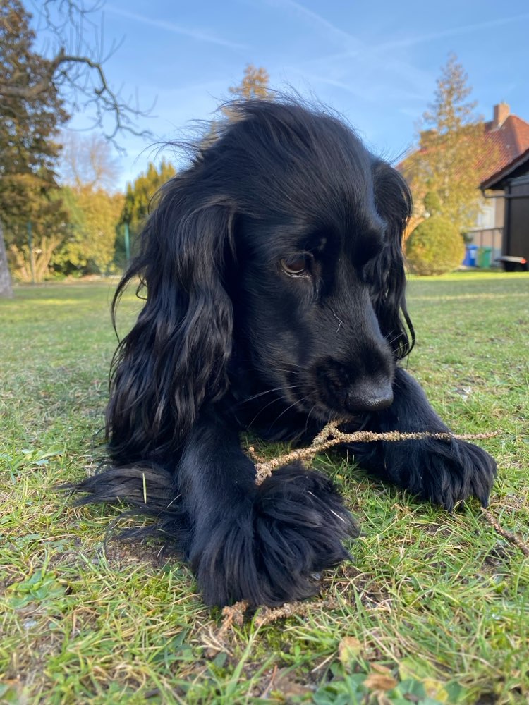 Hundetreffen-Spielrunde eingezäunte Hundewiese Paunsdorf-Profilbild